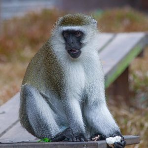 Chlorocebus pygerythrus