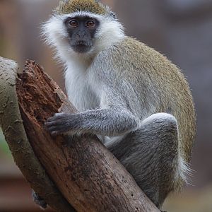 Cercopithecus aethiops