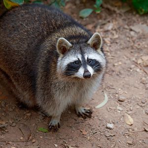 Raccoon