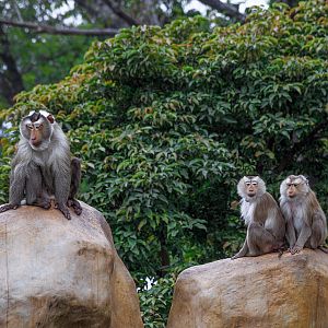 Northern pig-tailed macaque