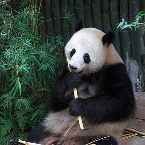 Giant panda