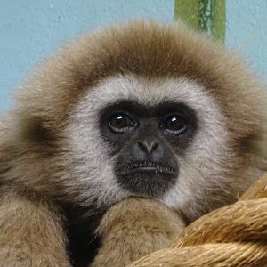 Lar Gibbon