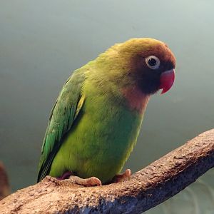 Black-Cheeked Lovebird