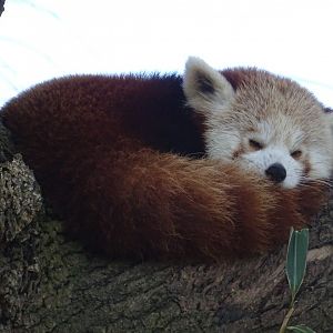 Red Panda