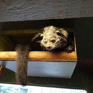 Indochinese Binturong