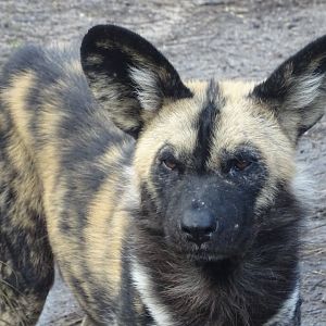 African Wild Dog - ZSL London Zoo