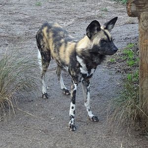 African Wild Dog
