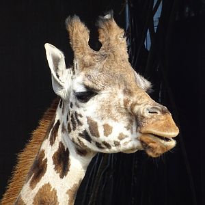 Rothschild's Giraffe
