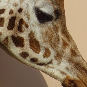 Rothschild's Giraffe - ZSL London Zoo