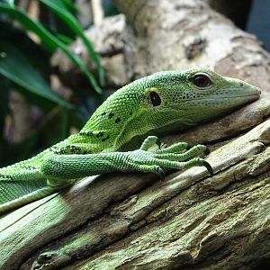 Emerald Tree Monitor