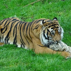 Sumatran Tiger - Asim