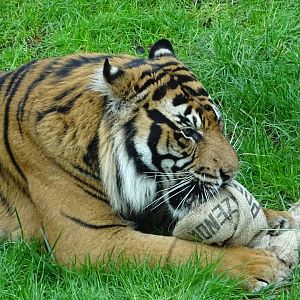 Sumatran Tiger - Asim