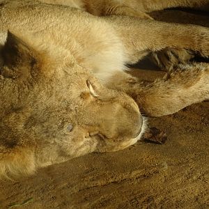 Lioness sleeping