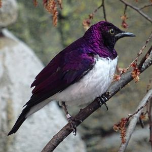 Violet-Backed Starling