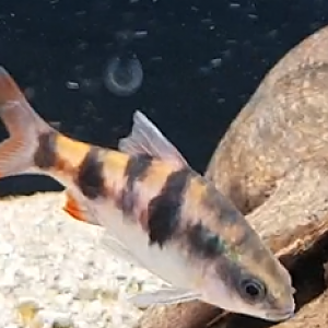 Dawkinsia tambraparniei