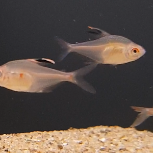 Hyphessobrycon paepkei