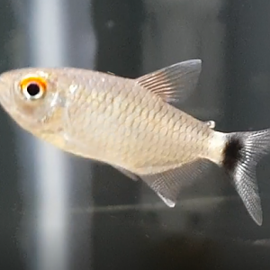 Moenkhausia sanctaefilomenae