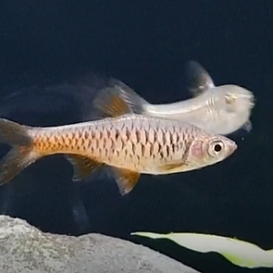 Rasbora vulcanus
