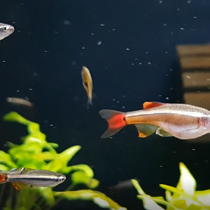 Tanichthys micagemmae