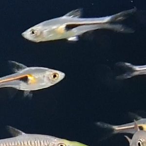 Trigonostigma hengeli