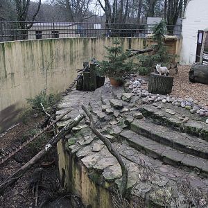 Enclosure for Corsac Foxes, January 2020