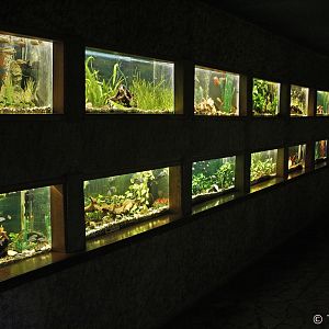 Aquarium, January 2020