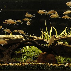 Aquarium for Neolamprologus brichardi, January 2020