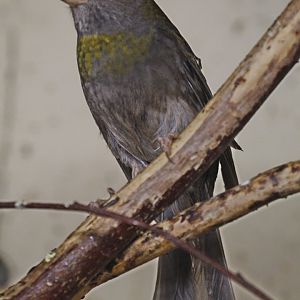 Crimson-browed Finch (Carpodacus subhimachalus), female, January 2020