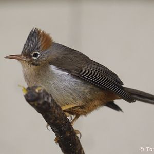 Rufous-vented Yuhina (Yuhina occipitalis), January 2020