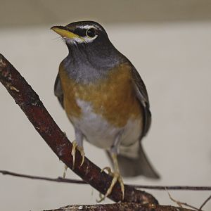 Eyebrowed Thrush (Turdus obscurus), January 2020