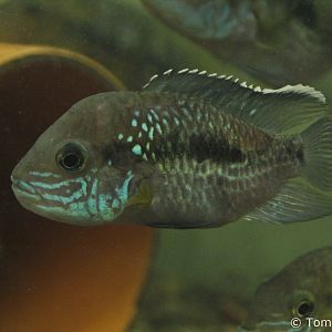 Green Terror (Andinoacara rivulatus), January 2020
