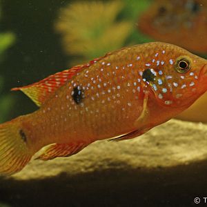Blood-red Jewel Cichlid (Hemichromis lifalili), January 2020