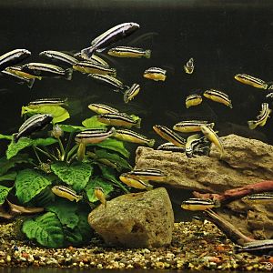 Aquarium with Malawi Golden Cichlid (Melanochromis auratus), January 2020