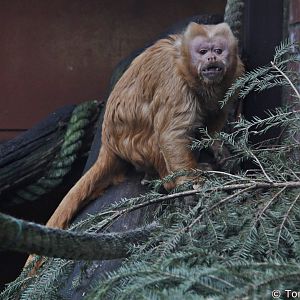Tufted Capuchin (Cebus apella), January 2020