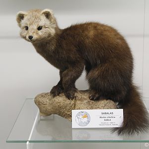 Sable (Martes zibellina), January 2020