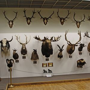 Exposition of hunting trophies, January 2020