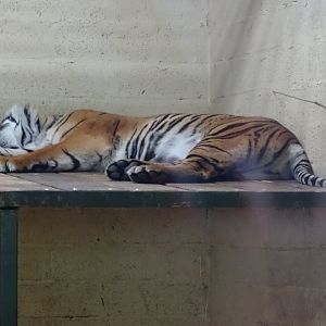 Sumatran Tiger resting