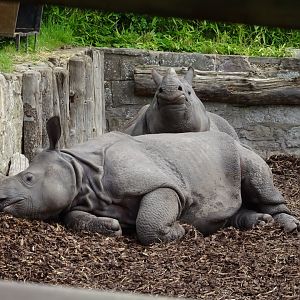 Indian Rhinoceros