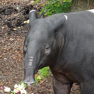 Malayan Tapir