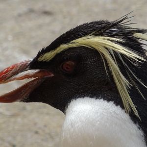 Rockhopper Penguin