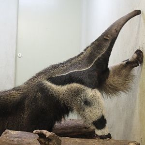Giant Anteater