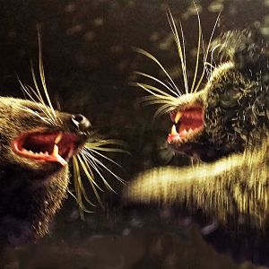 Binturongs fighting