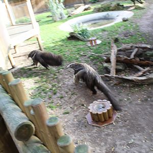 Giant Anteaters mid-chase