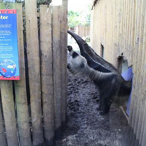 Giant Anteater