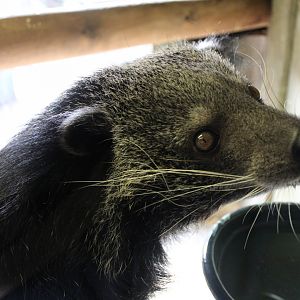 Indochinese Binturong