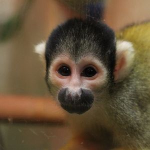 Squirrel Monkey