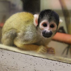 Squirrel Monkey