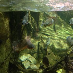 Red-bellied Piranha