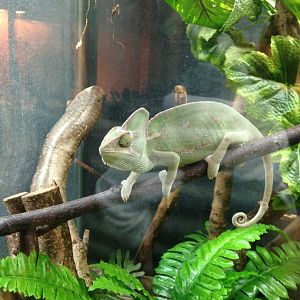 Veiled Chameleon