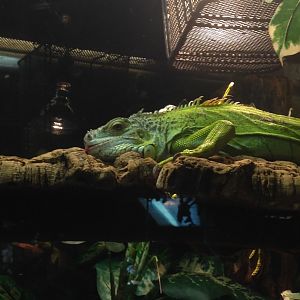 Iguana w/ (unshown) "forked" tail